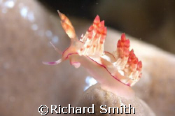 Nudibranch (Flabellina rubrolineolata) swaying in the cur... by Richard Smith 